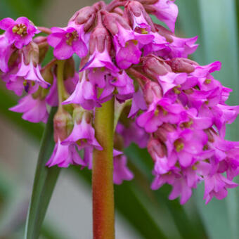 Bergenia hybride