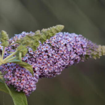 Buddleja davidii 'Lochinch'