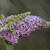 Buddleja davidii 'Lochinch'