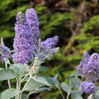 Buddleja davidii 'Lochinch'