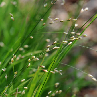 Melica uniflora