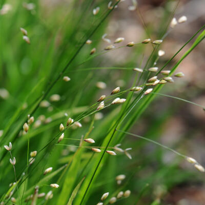 Melica uniflora - Eenbloemig parelgras