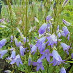 Campanula rapunculus - Rapunzelklokje