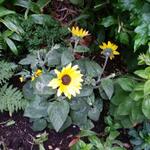 Helianthus 'Sunfinity' - Zonnebloem