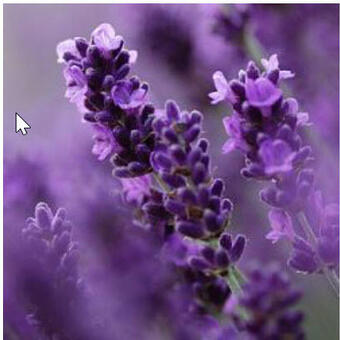 Lavandula angustifolia 'Royal Blue'