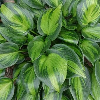 Hosta 'Justine'