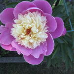 Paeonia lactiflora 'Dancing Butterfly' - Pioen