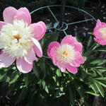 Paeonia lactiflora 'Dancing Butterfly' - Pioen