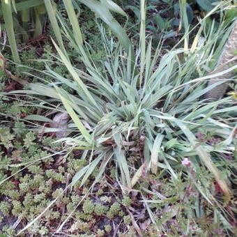 Carex laxiculmis 'Bunny Blue'