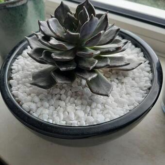 Echeveria 'Black Prince'