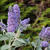 Malva sylvestris 'Primley Blue'