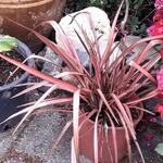 Phormium tenax 'Pink Panther' - Nieuw Zeelands vlas