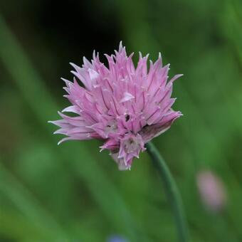 Allium schoenoprasum 'Forescate'