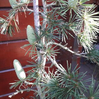 Cedrus libani