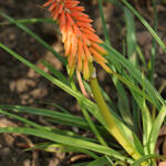 Kniphofia hirsuta 'Fire Dance' - Vuurpijl, fakkellelie