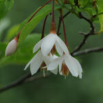 Styrax japonicus - Storaxboom, Japanse sneeuwbal