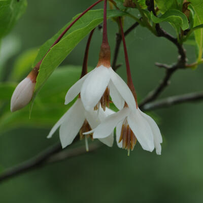 Storaxboom, Japanse sneeuwbal - Styrax japonicus