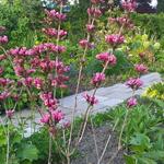 Weigela florida 'Victoria' - Weigelia