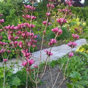 Weigela florida 'Victoria'