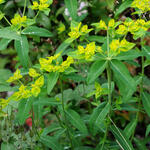 Euphorbia oblongata - Balkan wolfsmelk