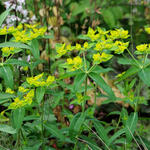 Euphorbia oblongata - Balkan wolfsmelk