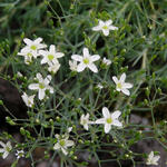 Arenaria pseudoacantholimon - Zandkruid