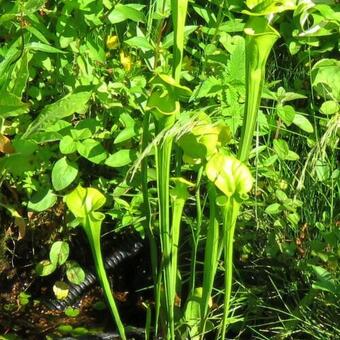 Sarracenia flava