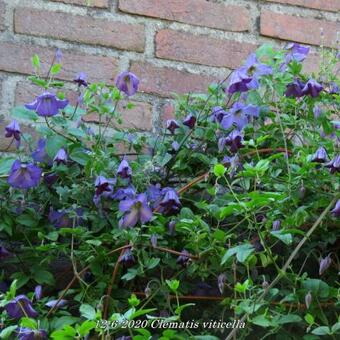 Clematis viticella