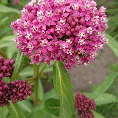 Asclepias incarnata 'Cinderella' - Zijdeplant