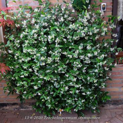 Toscaanse Jasmijn,Sterjasmijn - Trachelospermum jasminoides