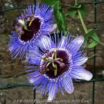 Passiflora caerulea 'Silly Cow' - Passiebloem