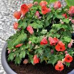 Abutilon 'Lucky Lantern Red' - Chinese Lantaarn