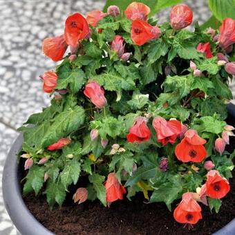 Abutilon 'Lucky Lantern Red'