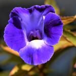 Torenia travancorica - Torenia