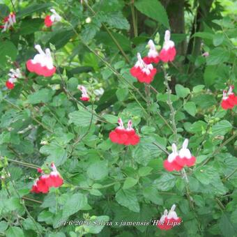 Salvia x jamensis 'Hot Lips'