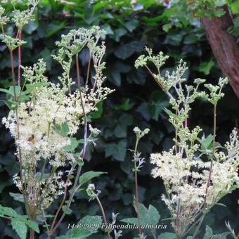 Filipendula ulmaria