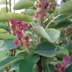 Amelanchier alnifolia 'Obelisk' - Krentenboompje - Amelanchier alnifolia 'Obelisk'