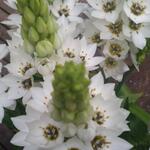 Ornithogalum thyrsoides 'Snowflake'  - Vogelmelk, Zuidenwindlelie