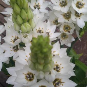 Ornithogalum thyrsoides 'Snowflake'