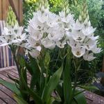 Ornithogalum thyrsoides 'Snowflake'  - Vogelmelk, Zuidenwindlelie