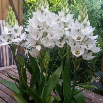 Ornithogalum thyrsoides 'Snowflake'