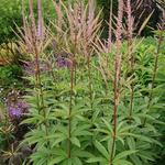 Veronicastrum virginicum 'Willemijntje' - Virginische ereprijs