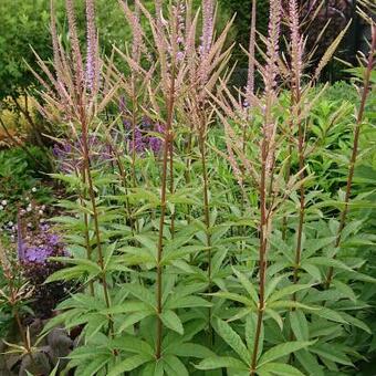 Veronicastrum virginicum 'Willemijntje'