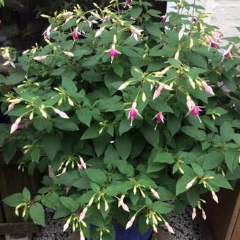 Fuchsia 'Mini Rose'