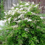 Ligustrum sinense 'Fragrant Cloud' - Chinese liguster