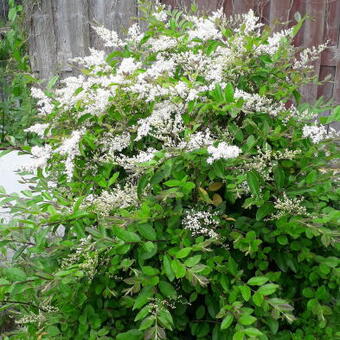 Ligustrum sinense 'Fragrant Cloud'