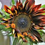 Helianthus annuus 'Black Magic' - Zonnebloem, gewone zonnebloem