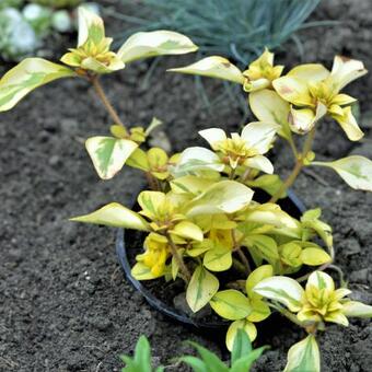 Lysimachia procumbens 'Aurea'