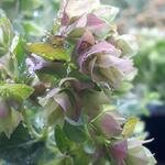 Origanum rotundifolium 'Dingle Fairy' - Marjolein, hopmarjolein