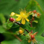 Hypericum 'MIRACLE Wonder' - Hertshooi